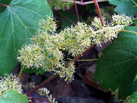 Nr 32 Vine, die Autoritätsblüte Bachblüten