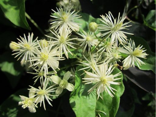 Nr 9 Clematis, die Realitätsblüte Bachblüten
