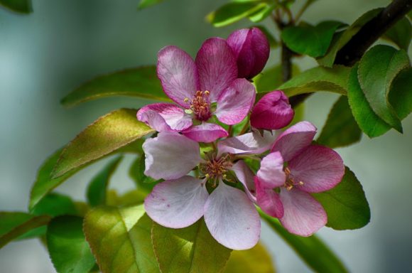Nr 10 Crab Apple, die Reinigungsblüte Bachblüten
