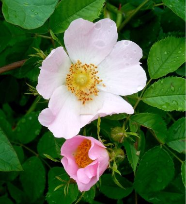 Nr 37 Wild Rose, die Blüte der Lebenslust Bachblüten
