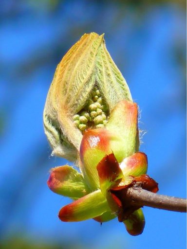 Nr 7 Chestnut Bud, die Lernblüte Bachblüten