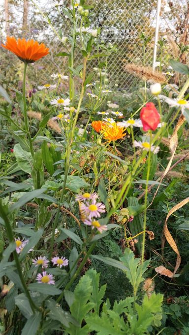 Ringelblume