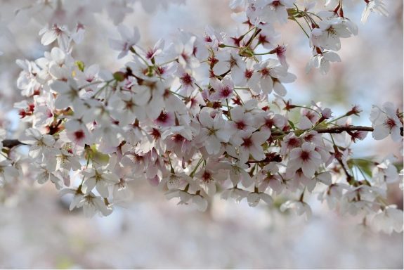 Nr 6 Cherry Plum, die Gelassenheitsblüte Bachblüten