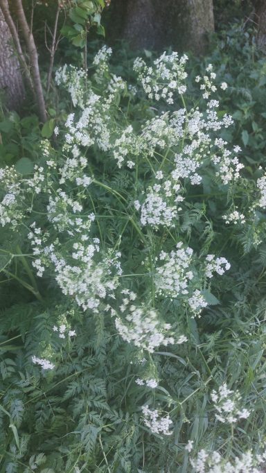 Wiesenkerbel