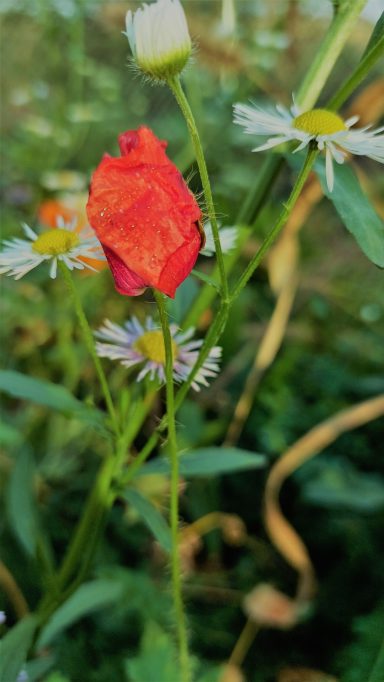 Klatschmohn