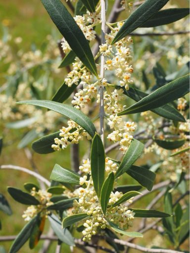 Nr 23 Olea, die Regenerationsblüte Bachblüten