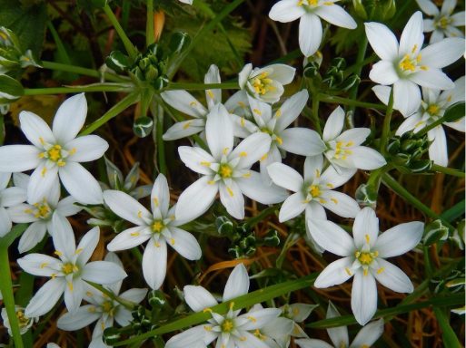 Nr 29 Star of Bethlehem, die Trostblüte Bachblüten