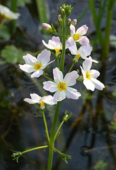 Nr 43 Water Violet, die Kommunikationsblüte Bachblüten