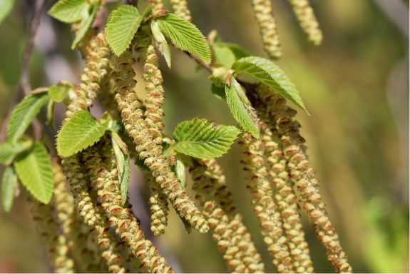 Nr 17 Hornbeam, die Spannkraftblüte Bachblüten
