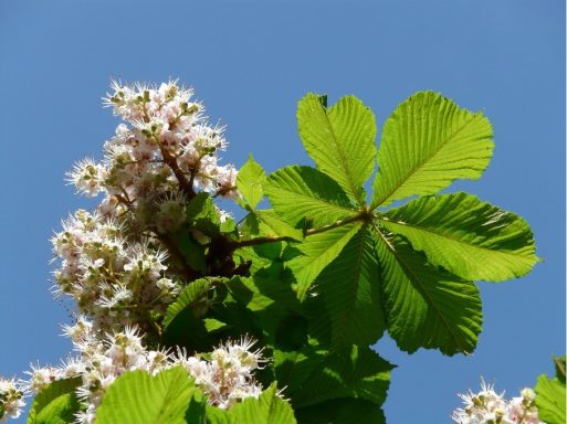 Nr 35 White Chestnut, die Gedankenblüte Bachblüten
