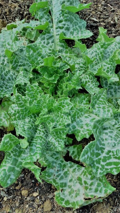 Mariendistel