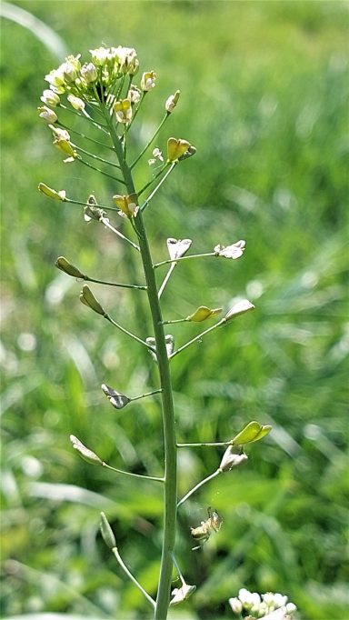 Gewöhnliches Hirtentäschel