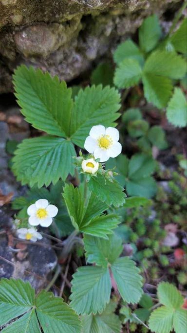 Walderdbeere
