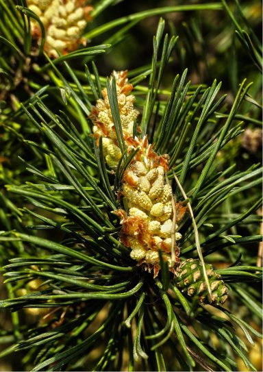 Nr 24 Pine, die Blüte der Selbstakzeptanz Bachblüten
