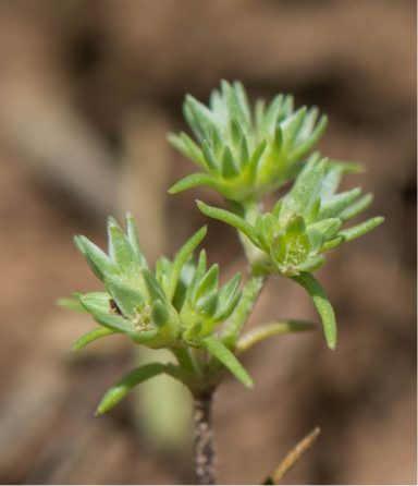 Nr 28 Scleranthus, die Balanceblüte Bachblüten