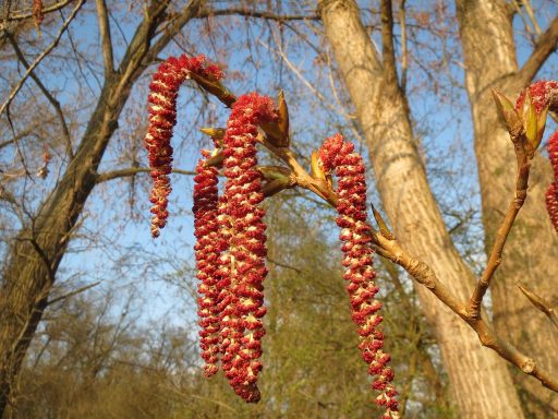 Nr 2 Aspen, die Ahnungsblüte Bachblüten