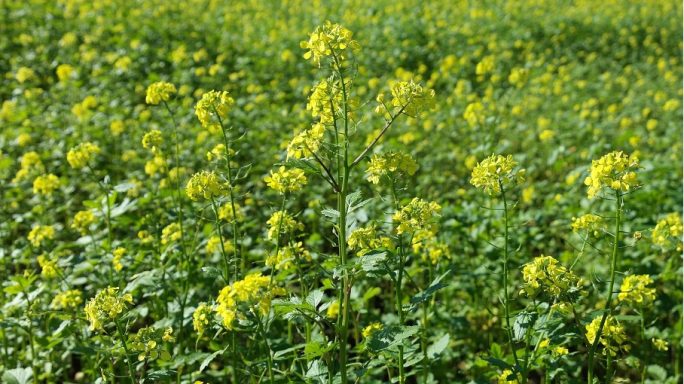 Nr 21 Mustard, die Lichtblüte Bachblüten