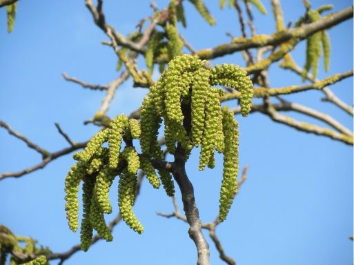 Nr 33 Walnut, die Verwirklichungsblüte Bachblüten