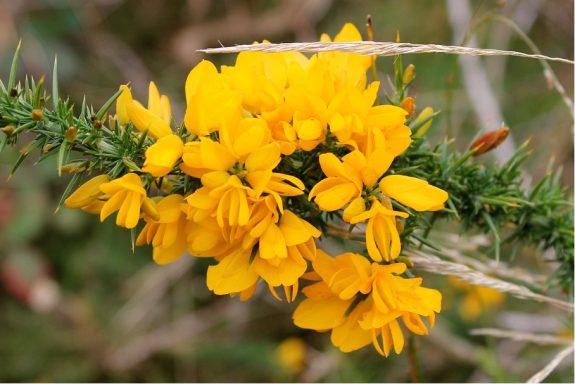 Nr 13 Gorse, die Hoffnungsblüte Bachblüten