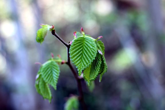 Nr 11 Elm, die Verantwortungsblüte Bachblüten