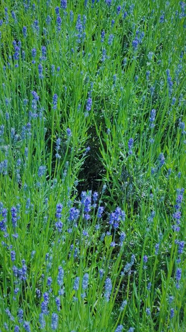 Lavendel