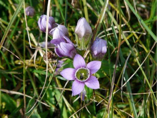 Nr 12 Gentian, die Glaubensblüte Bachblüten