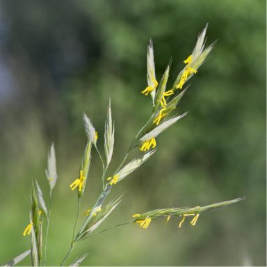 Nr 36 Wild Oat, die Berufungsblüte Bachblüten