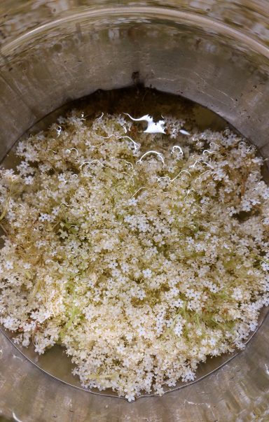 Kaltauszug Holunderblüten für Sirup