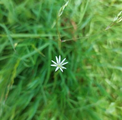 Gras-Sternmiere