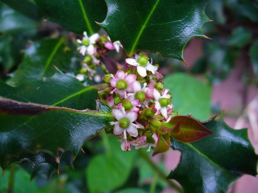 Nr 15 Holly, die Herzöffnungsblüte Blühende Pflanze mit kleinen, rosa-weißen Blüten und grünen Blättern.