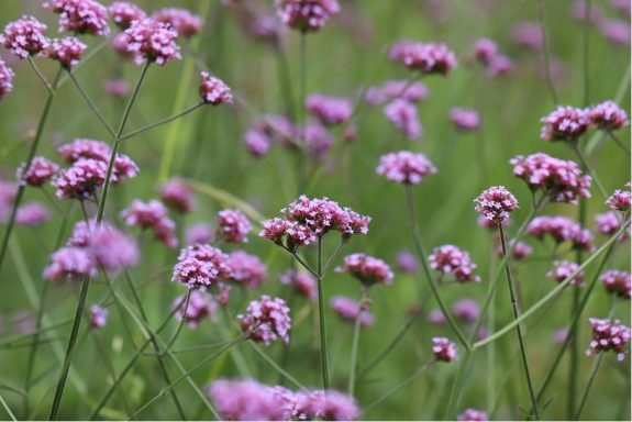 Nr 31 Vervain, die Begeisterungsblüte Bachblüten