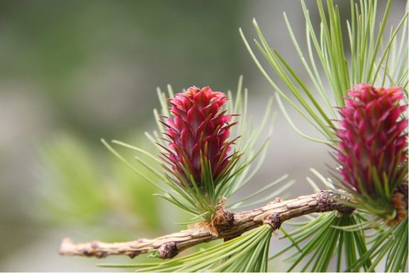 Nr 19 Larch, die Selbstvertrauensblüte Bachblüten