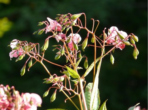 Nr 18 Impatiens, die Zeitblüte Bachblüten