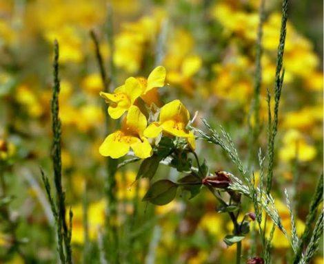 Nr 20 Mimulus, die Tapferkeitsblüte Bachblüten