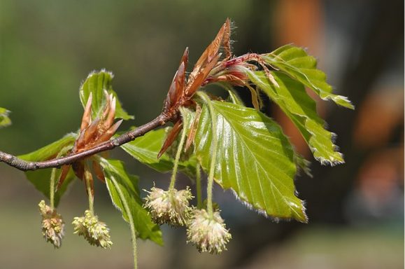 Nr 3 Beech, die Toleranzblüte Bachblüten