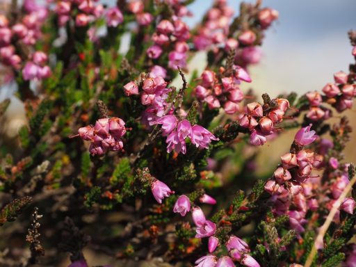 Nr 14 Heather, die Identitätsblüte Bachblüten