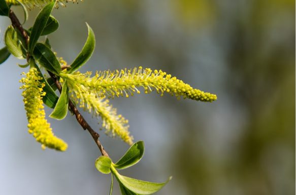 Nr 38 Willow, die Schicksalsblüte Bachblüten
