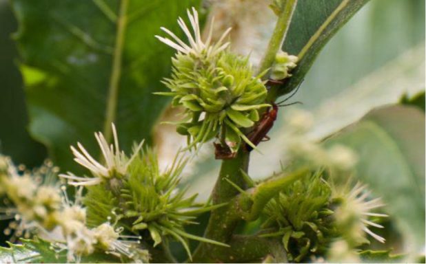 Nr 30 Sweet Chestnut, die Erlösungsblüte Bachblüten