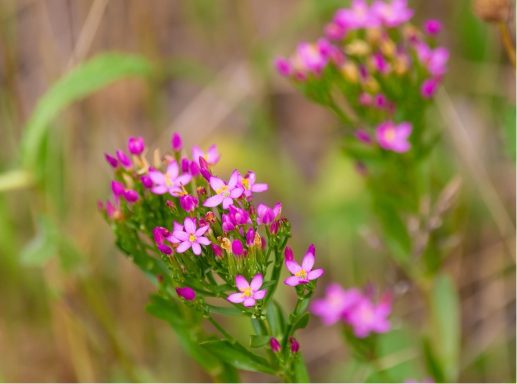 Nr 4 Centaury, die Blüte des Dienens Bachblüten