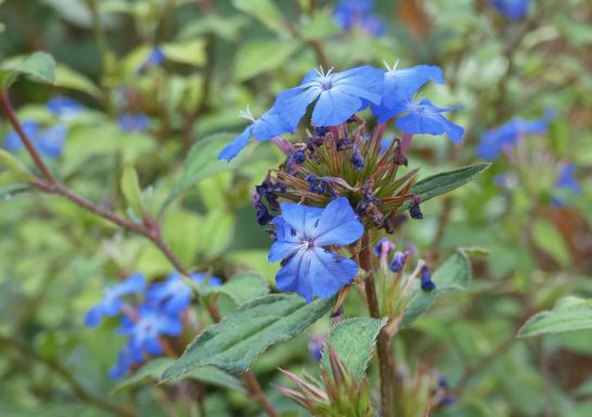 Nr 5 Cerato, die Intuitionsblüte Bachblüten