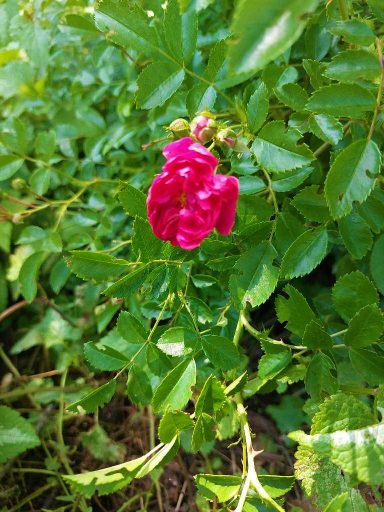 Hundsrose