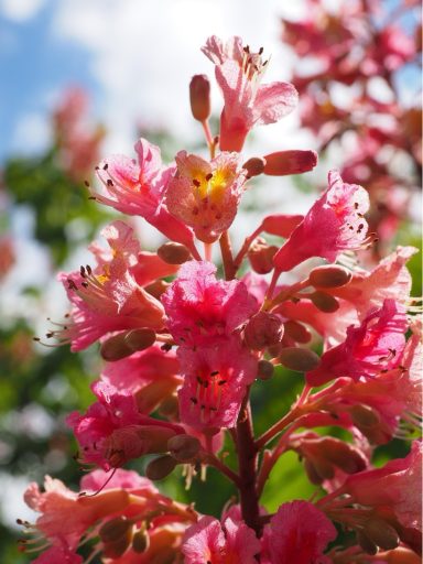 Nr 25 Red Chestnut, die Abnabelungsblüte Bachblüten