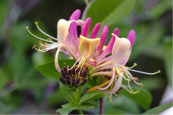 Nr 16 Honeysuckle, die Vergangenheitsblüte Bachblüten