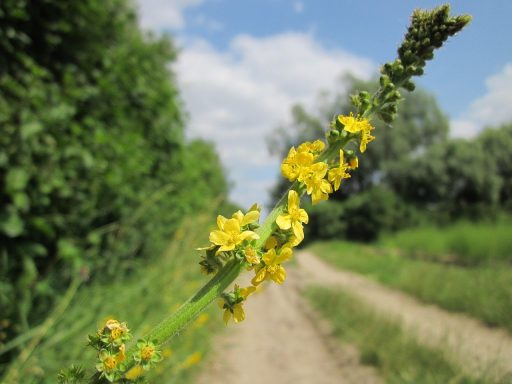 Nr 1 Agrimony, die Ehrlichkeitsblüte Bachblüten