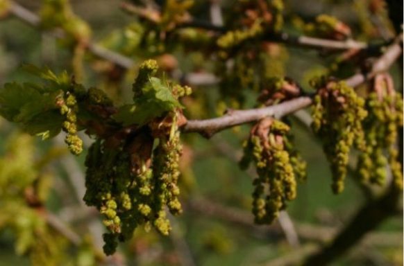 Nr 22 Oak, die Ausdauerblüte Bachblüten
